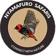 Nyamafuro Safaris